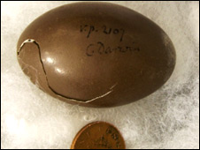 Darwin Egg